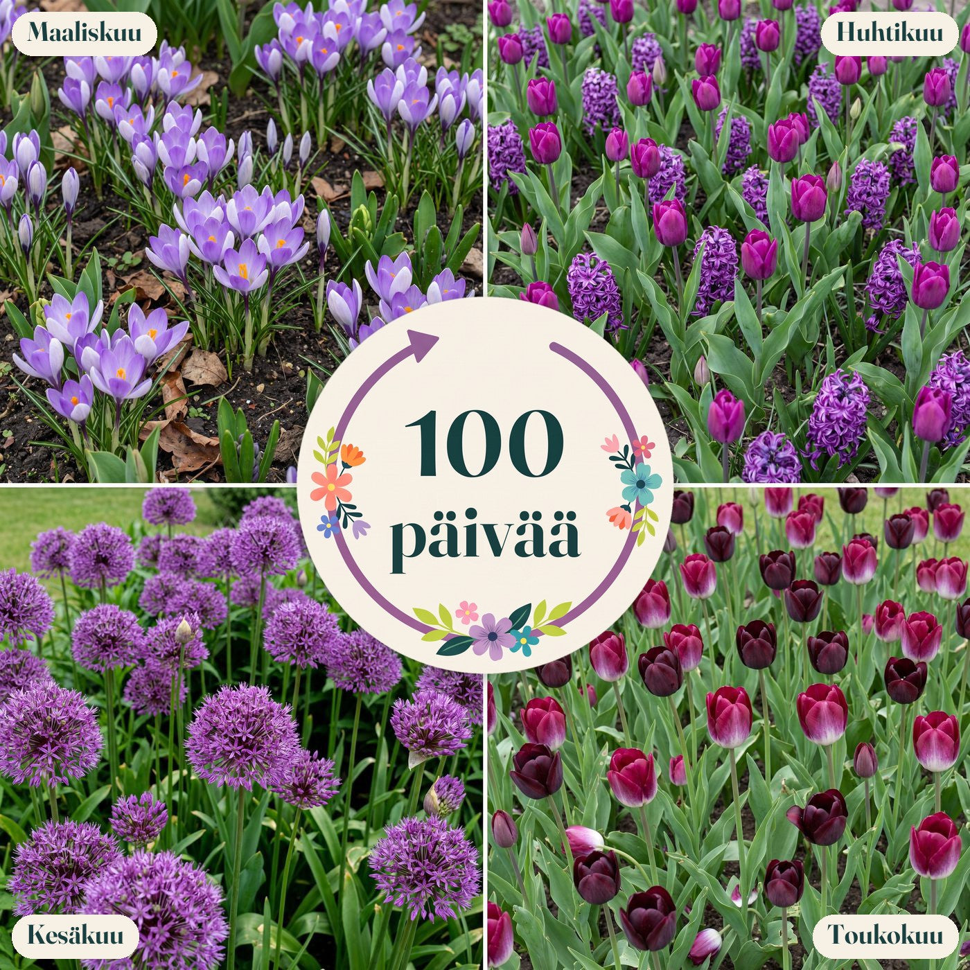 Valmis kukkapenkki '100 päivää – tumma & dramaattinen' (1 m²)